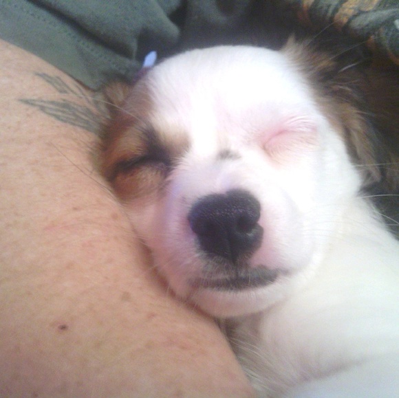 Meet your Posher, Jessie - Picture 1 of 1